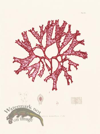 Bradbury Seaweed 090